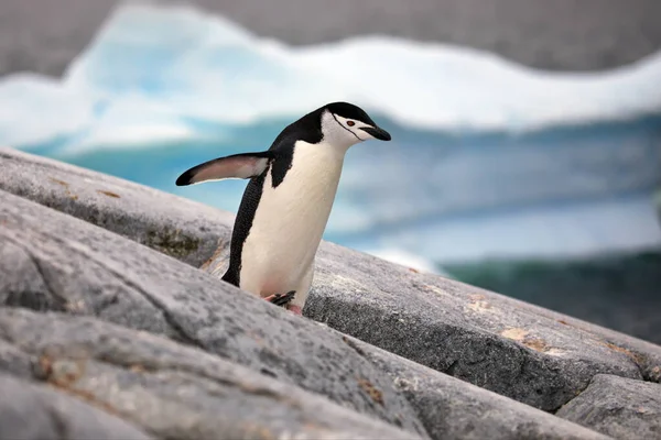 Pinguino Gentoo Sulla Spiaggia — Foto Stock