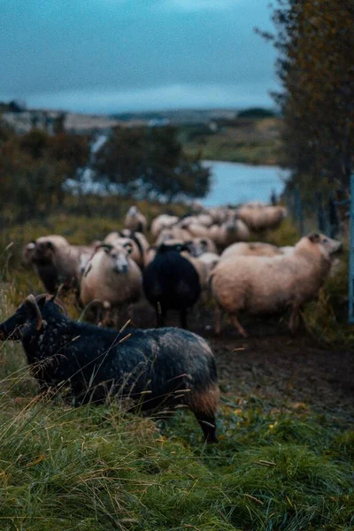 Rebanho Ovelhas Nas Montanhas — Fotografia de Stock