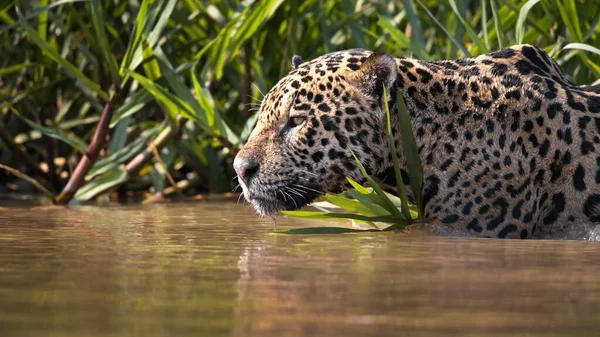 Leopard Water — Stock Photo, Image