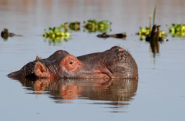 Hippopotame Dans Eau — Photo