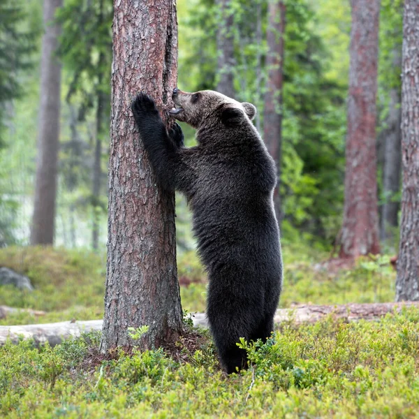 Niedźwiedź Brunatny Łące Lasu — Zdjęcie stockowe