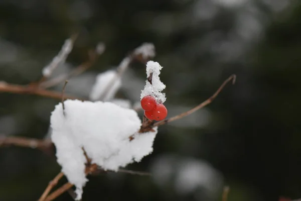 Rote Beeren Auf Einem Zweig Eines Baumes — Stockfoto