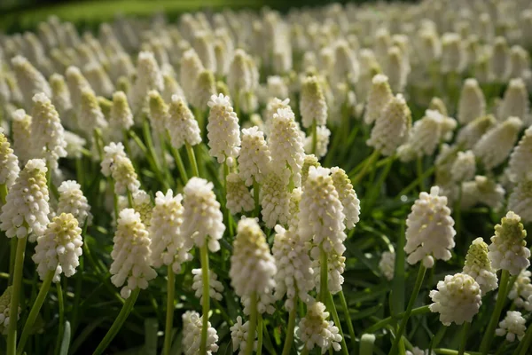 Flores Jacinto Coloridas Jardim Lisse Holanda Europa Dia Brilhante Verão — Fotografia de Stock