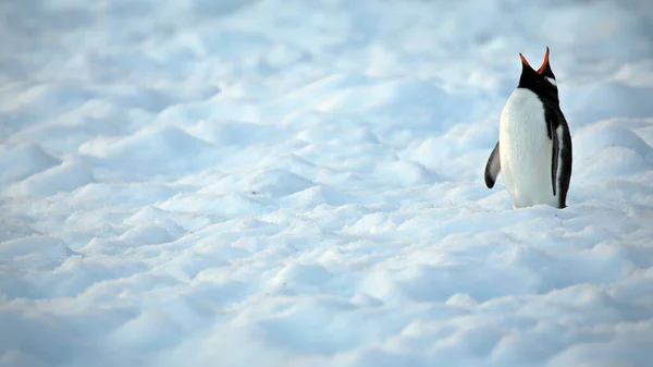 Biały Niedźwiedź Polarny Śniegu — Zdjęcie stockowe