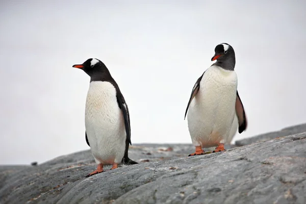 Gentoo Pingvin Strandon — Stock Fotó