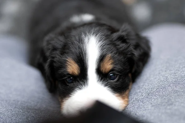 Schattig Puppy Hond Liggend Vloer — Stockfoto