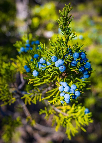 Mooi Botanisch Schot Natuurlijk Behang — Stockfoto