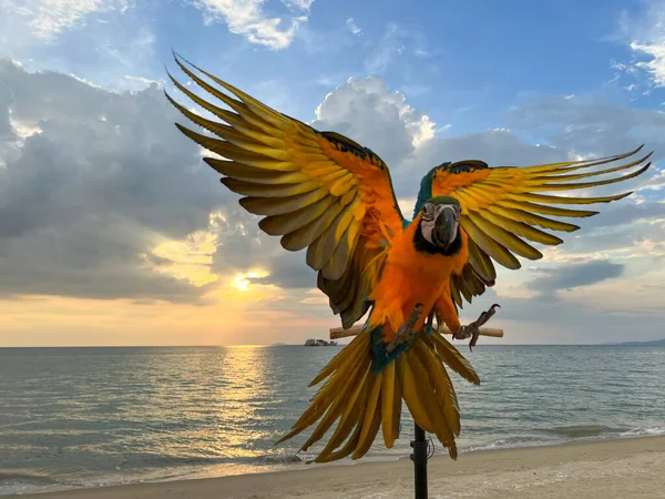 Kumsaldaki Kuş — Stok fotoğraf