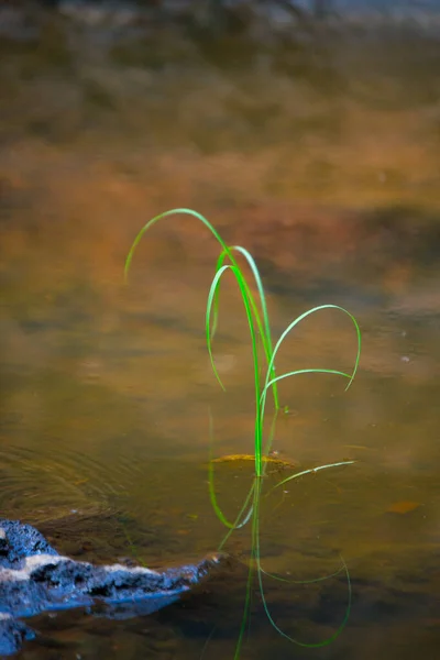 緑色植物は — ストック写真