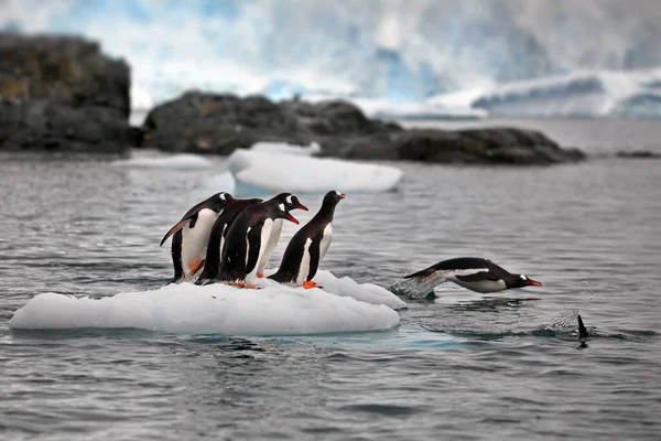 Denizde Bir Grup Penguen — Stok fotoğraf