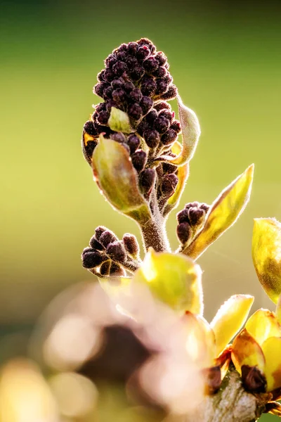 Vacker Botanisk Skott Naturliga Tapeter — Stockfoto