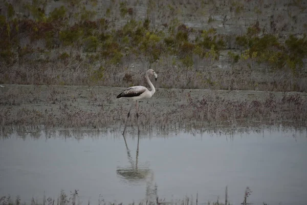 Beau Cliché Cigogne Dans Eau — Photo