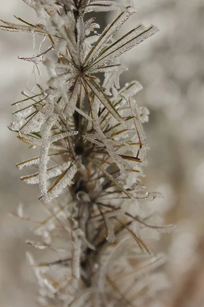 Gros Plan Une Branche Pin Avec Neige — Photo