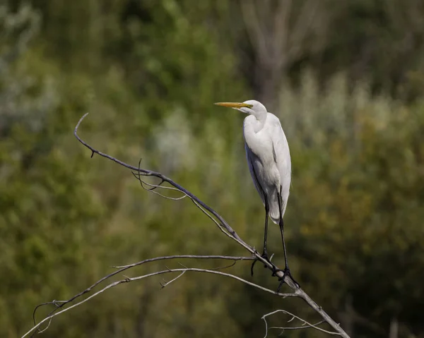 Grande Torre Ardea Cinerea — Fotografia de Stock