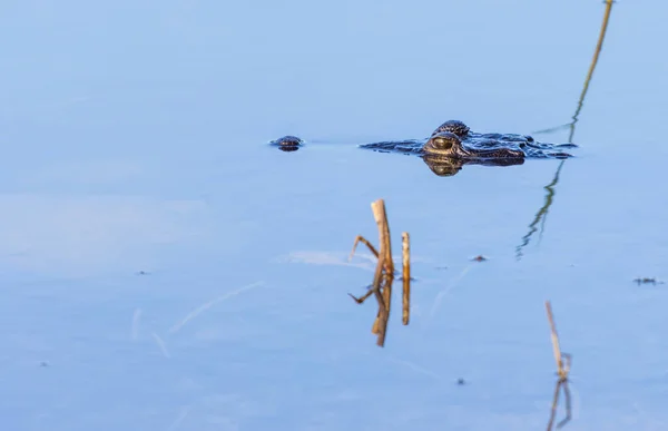 Птица Озере — стоковое фото