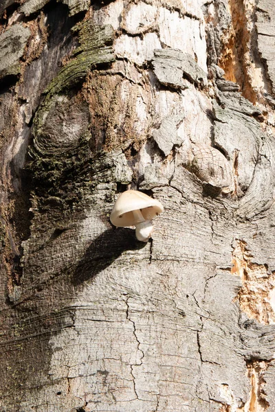 木からキャップが生えている野生の白いキノコ — ストック写真
