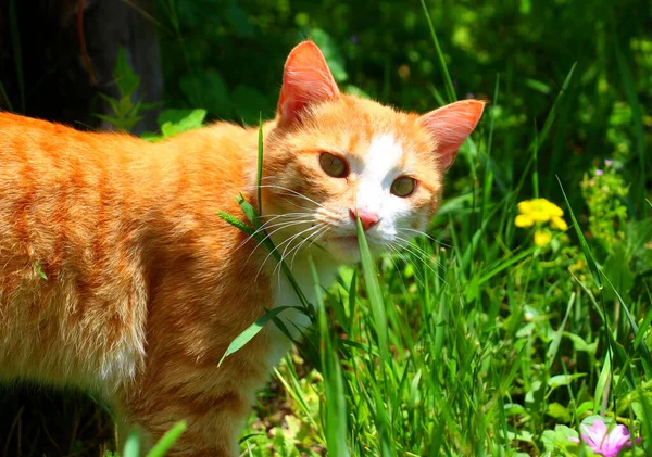 Röd Katt Gräset — Stockfoto