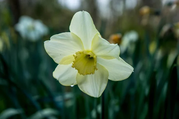 Cremefarbene Narzisse Mit Verschwommenem Hintergrund Einem Frühlingssommertag Lisse Keukenhoff Niederlande — Stockfoto