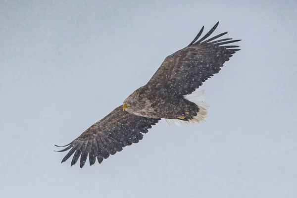 Skallig Örn Som Flyger Himlen — Stockfoto