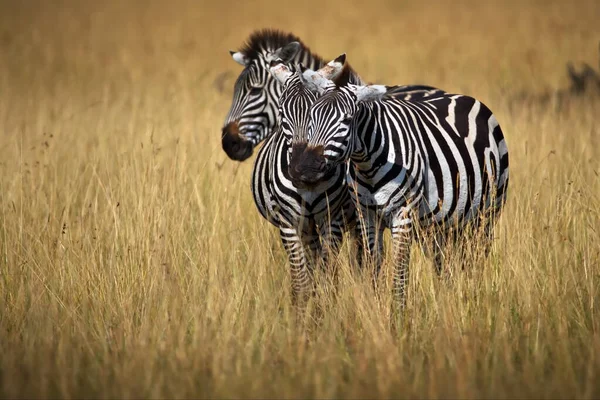 Zebra Nella Savana — Foto Stock