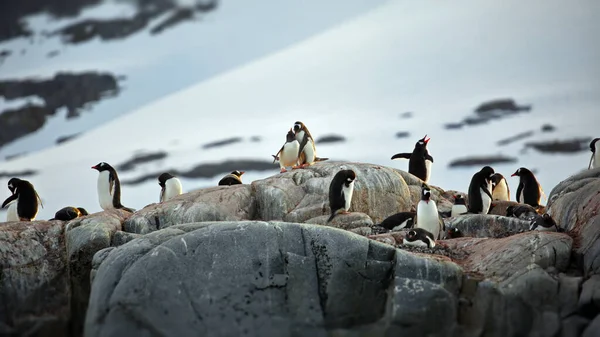 Pinguins Gentoo Mar Ártico Antártica — Fotografia de Stock