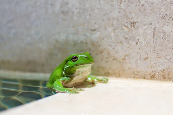 树上的青蛙 — 图库照片