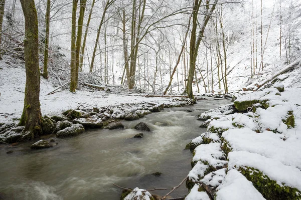 Beautiful River Forest — Stock Photo, Image