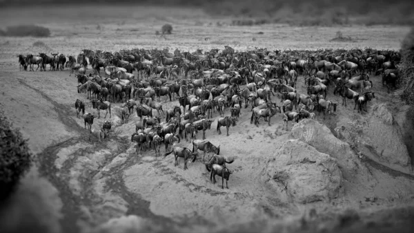 Eine Herde Gnus Der Savanne Von Kenia — Stockfoto