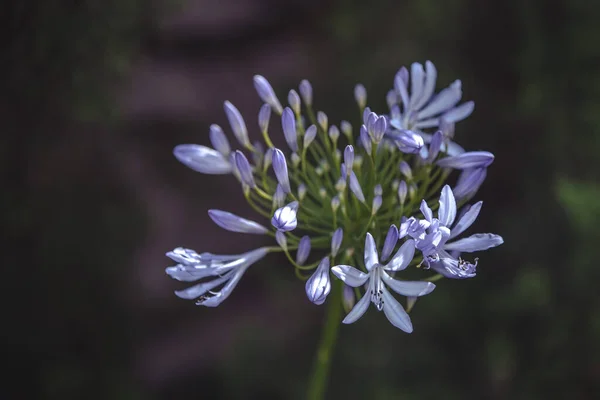 Bellissimi Fiori Giardino — Foto Stock