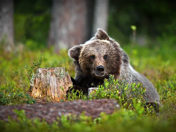 Niedźwiedź Brunatny Środowisku Naturalnym — Zdjęcie stockowe