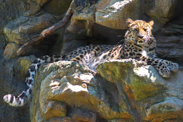 Beau Léopard Dans Zoo — Photo