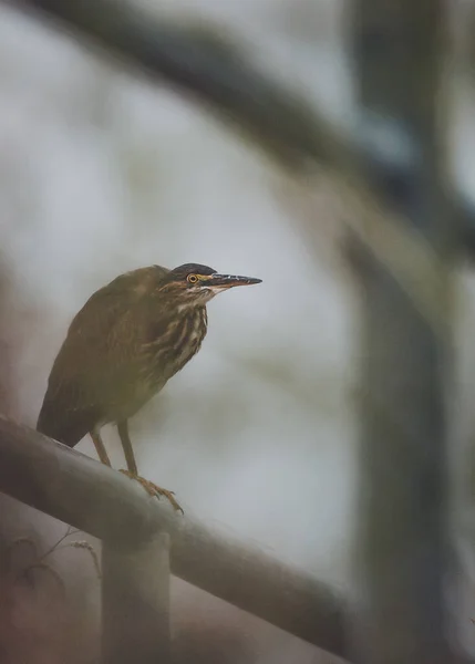 Oiseau Dans Forêt — Photo