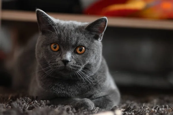 Lindo Gato Con Grande Ojos — Foto de Stock