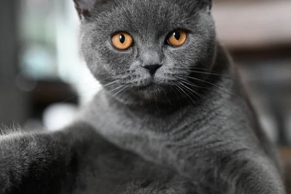 Gato Bonito Com Grande Olhos — Fotografia de Stock
