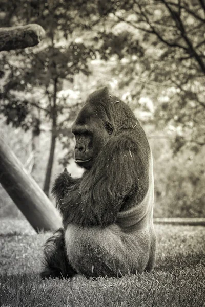 Gorilla Zoo — Stockfoto