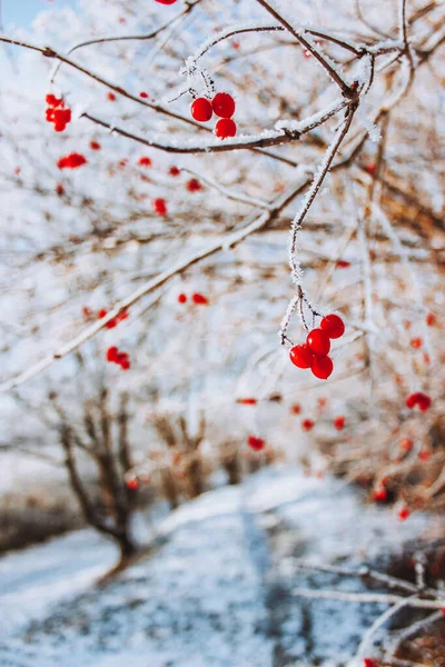 가지에 열매들 — 스톡 사진