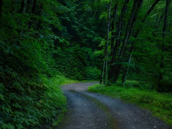 Weg Het Bos — Stockfoto