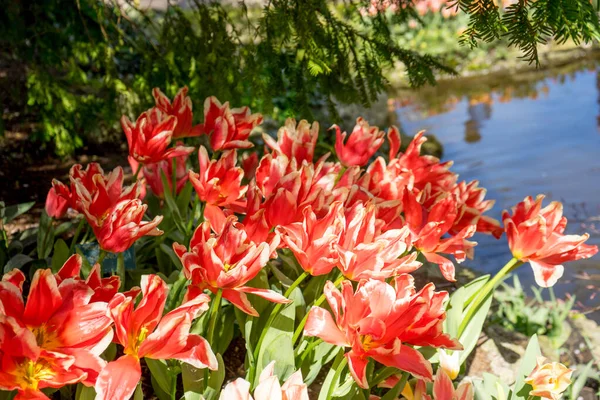 Röda Tulpaner Trädgård Lisse Nederländerna Europa Ljus Sommardag — Stockfoto