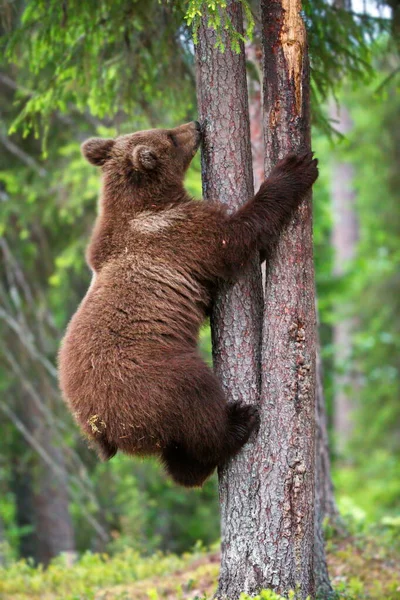 茶色のクマが森の牧草地で木に登り — ストック写真