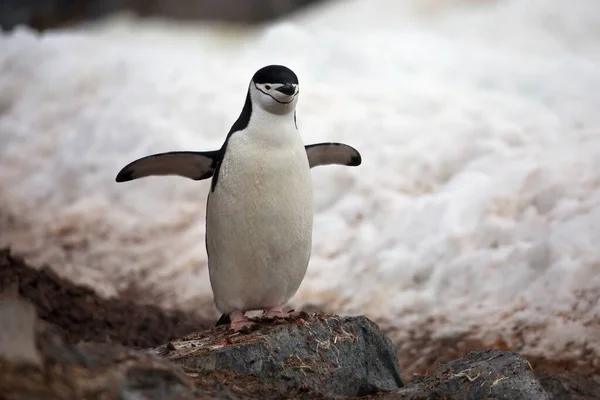 Gentoo Tučňák Stojící Pláži — Stock fotografie