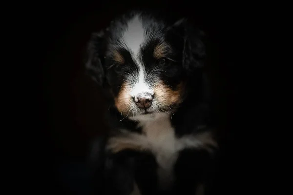 Retrato Cão Bonito — Fotografia de Stock