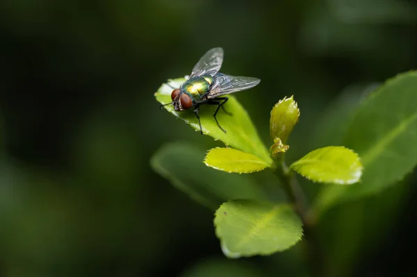 Vista Cerca Los Insectos Naturaleza —  Fotos de Stock