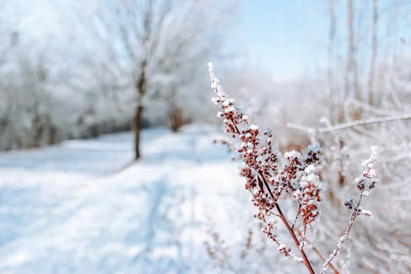 Όμορφο Χειμερινό Τοπίο Χιόνι — Φωτογραφία Αρχείου