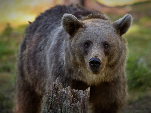 Bruine Beren Wilde Natuur — Stockfoto