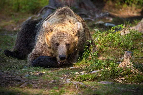 Medvědi Hnědí Divoké Přírodě — Stock fotografie