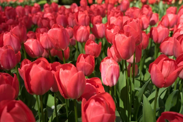 Tulipes Rouges Lisse Keukenhoff Pays Bas Europe Jour Été — Photo