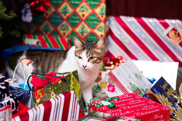 Weihnachtskatze Mit Geschenken — Stockfoto