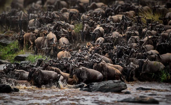 Een Kudde Gnoes Savanne Van Kenya — Stockfoto
