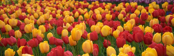 Hermosas Flores Tulipán Colores Con Hermoso Fondo Día Primavera — Foto de Stock