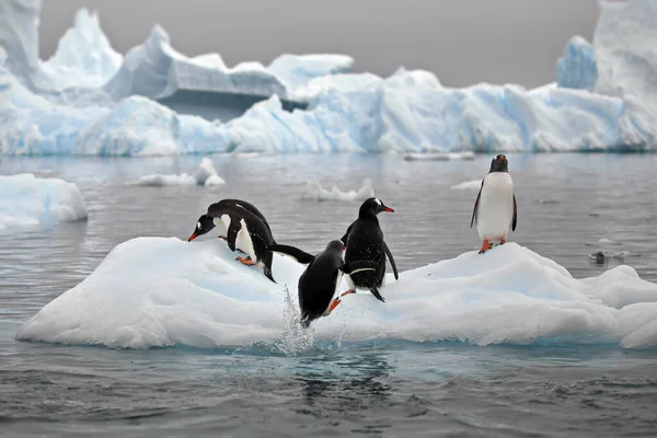 Grupp Pingviner Snön — Stockfoto